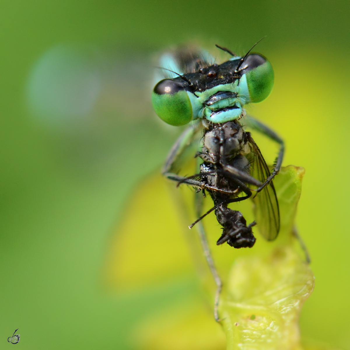 Kopf einer gemeinen Binsenjungfer in der Nahaufnahme, whrend diese eine Fliege verspeist. (Jarmen, August 2013)