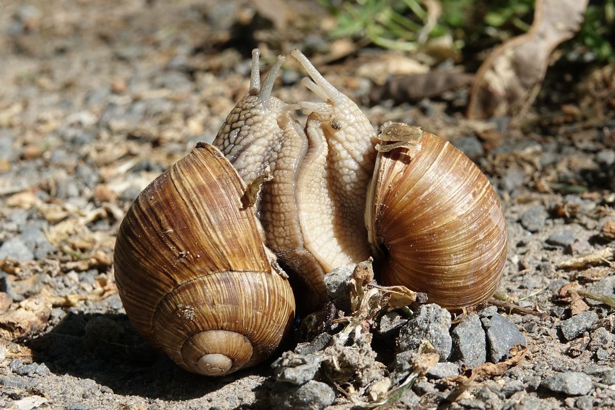 Kopulierende Weinbergschnecken (09.06.2017)