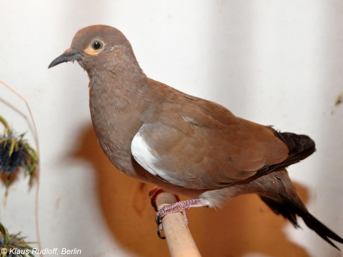 Kordillerentaeubchen (Metriopelia melanoptera) auf der Landesvogelschau Recklinghausen (Januar 2014).