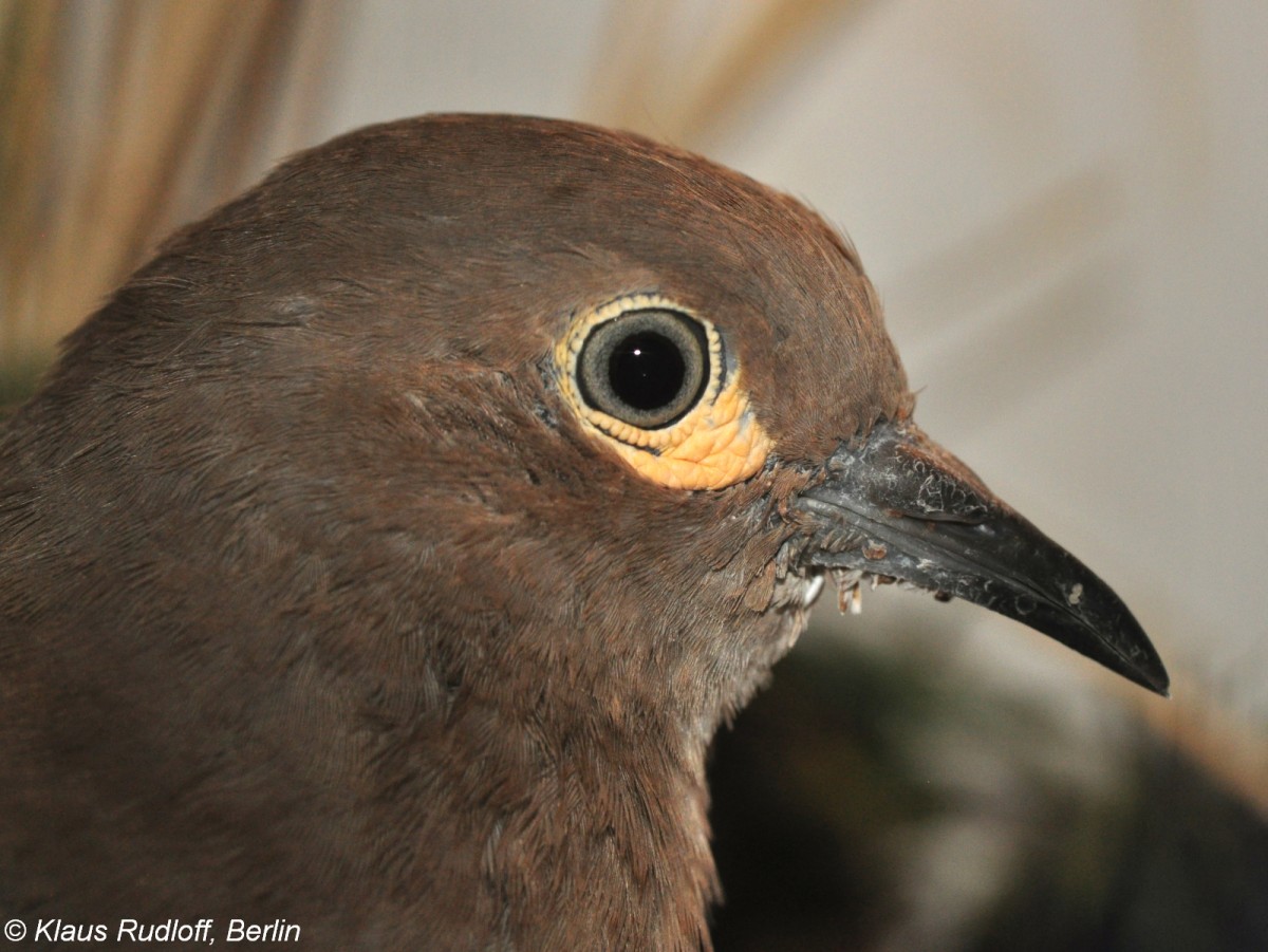 Kordillerentaeubchen (Metriopelia melanoptera) auf der Landesvogelschau Recklinghausen (Januar 2014).