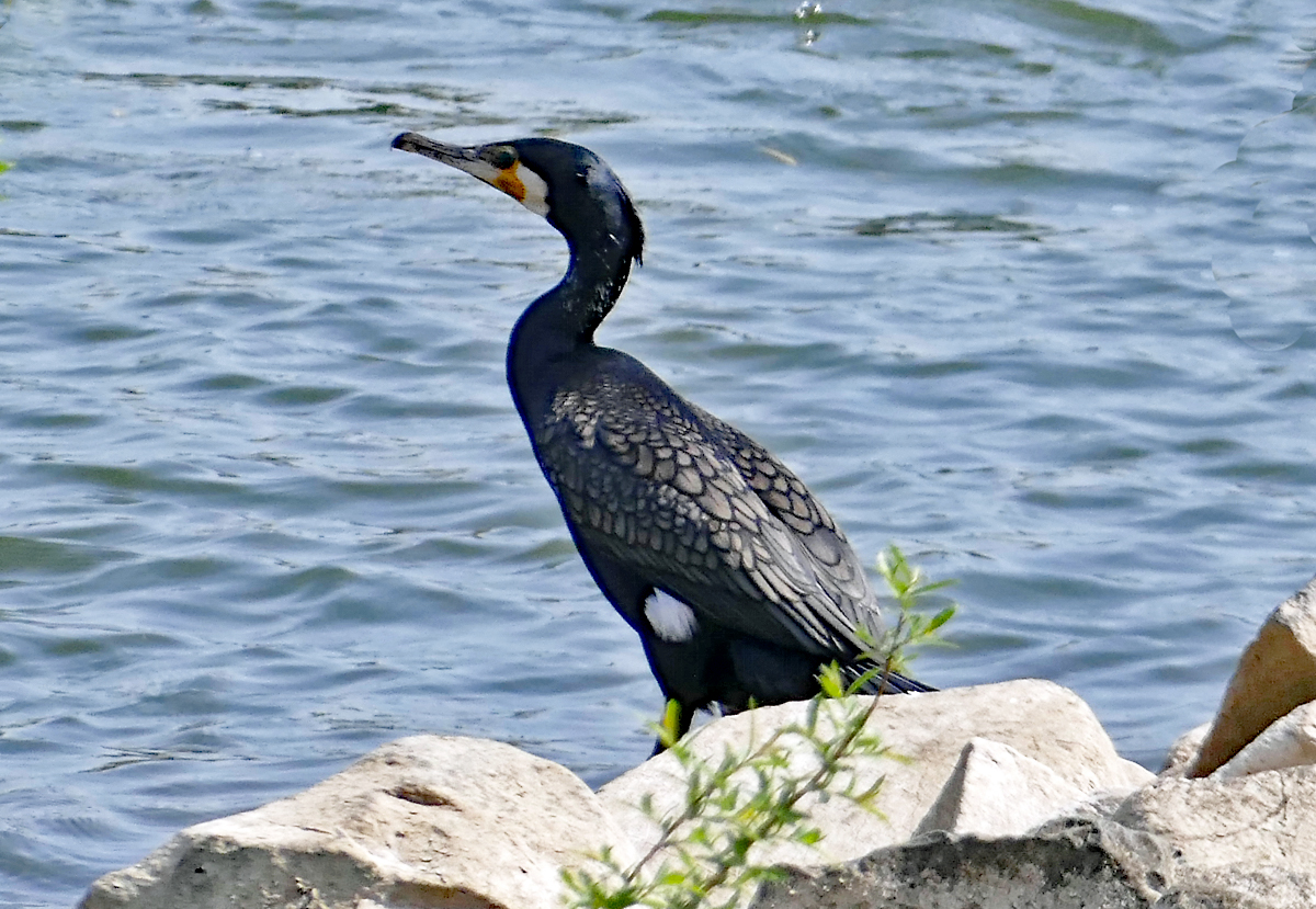 Kormoran am Rheinufer bei Oberkassel - 21.04.2018