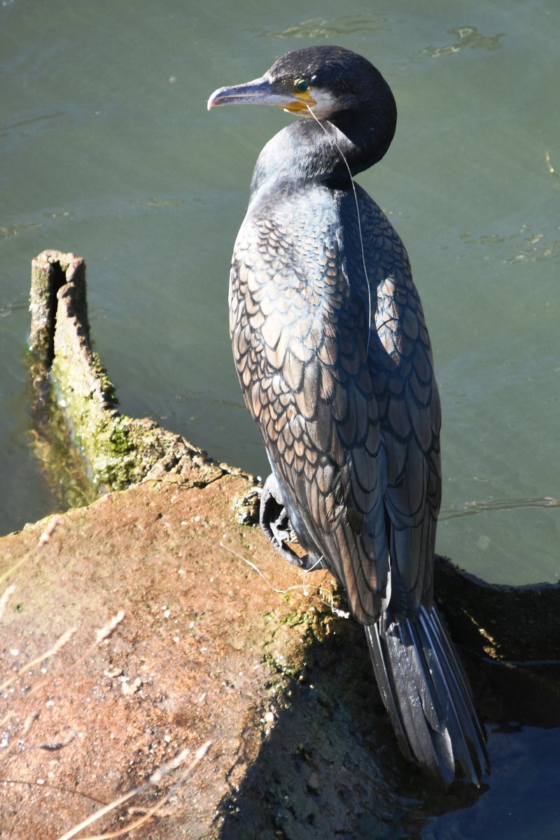 Kormoran an der Ill (FRANKREICH - Strasbourg, 14.10.2017)