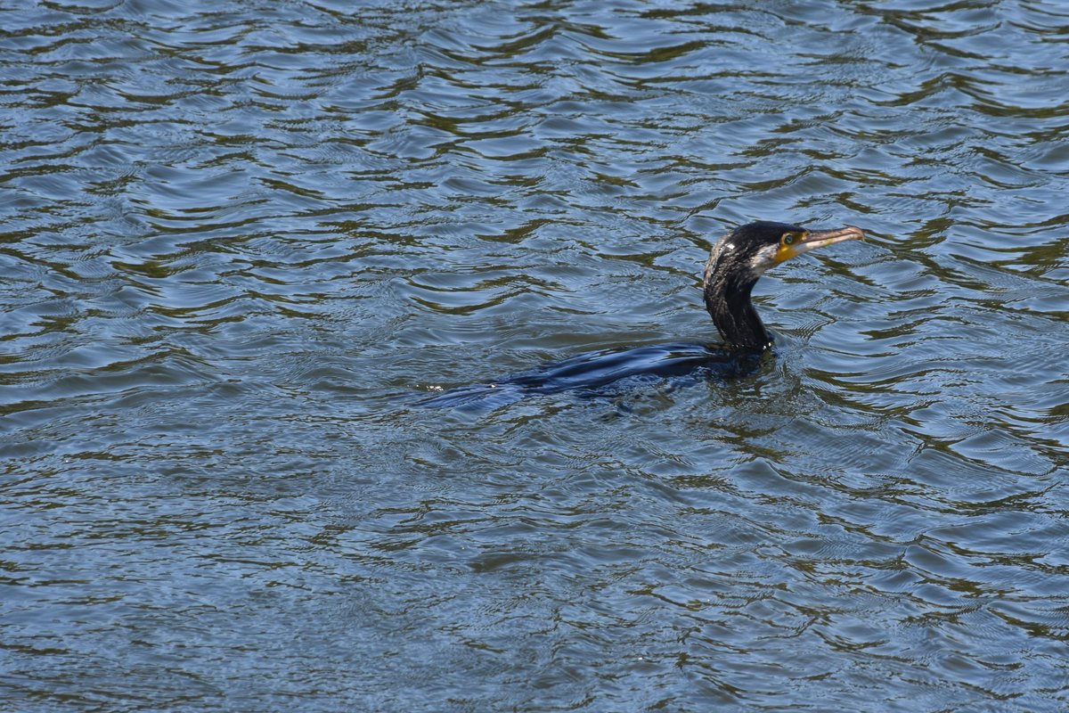 Kormoran auf dem Hofvijver (DEN HAAG, Provinz Zuid-Holland/Niederlande, 04.08.2017)