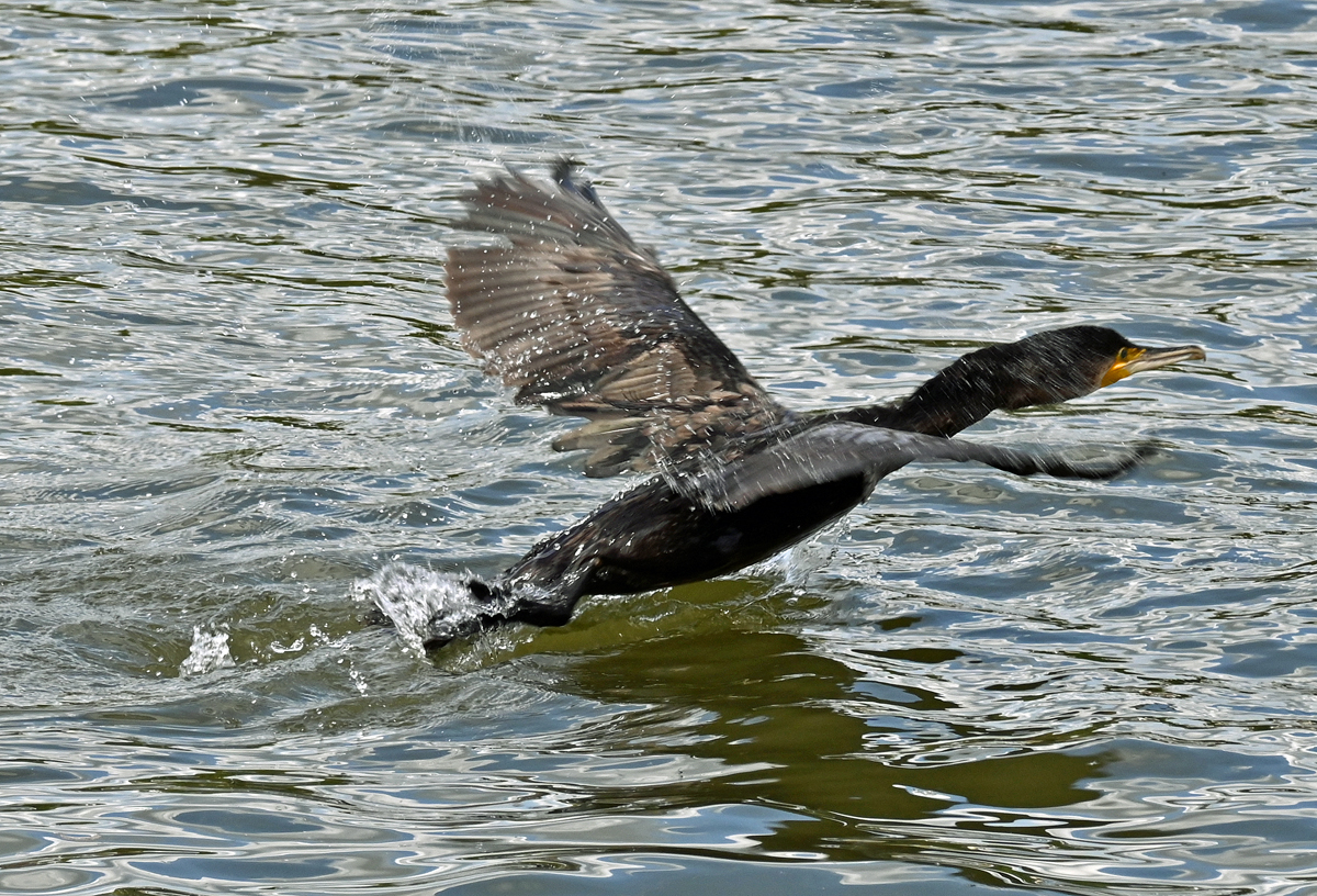 Kormoran beim Start vom Rhein bei Remagen - 30.04.2023