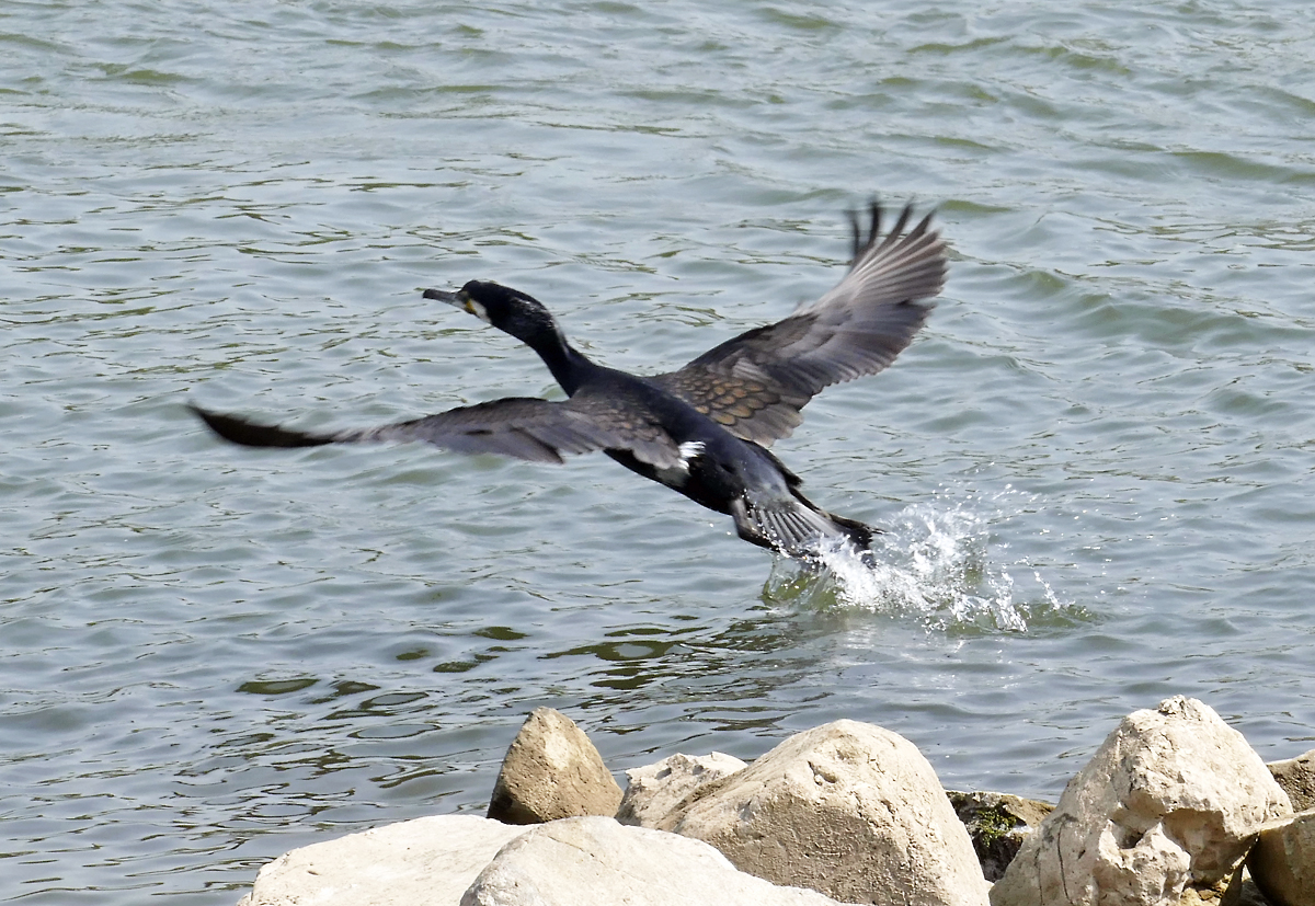 Kormoran beim Start vom Rheinufer in Oberkassel - 21.04.2018