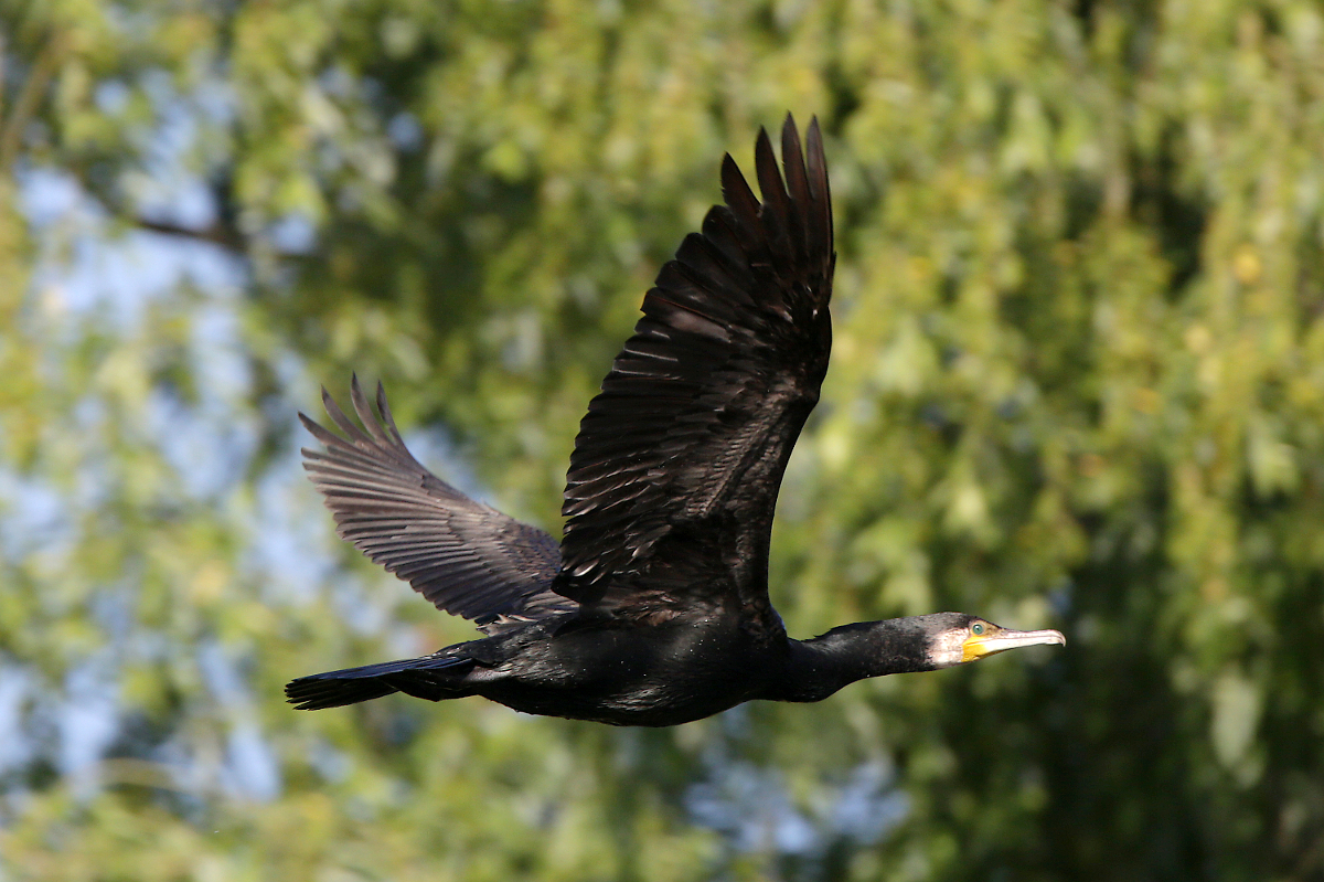 Kormoran im Flug, aufgenommen im Donaudelta, Rumnien, Mai 2018