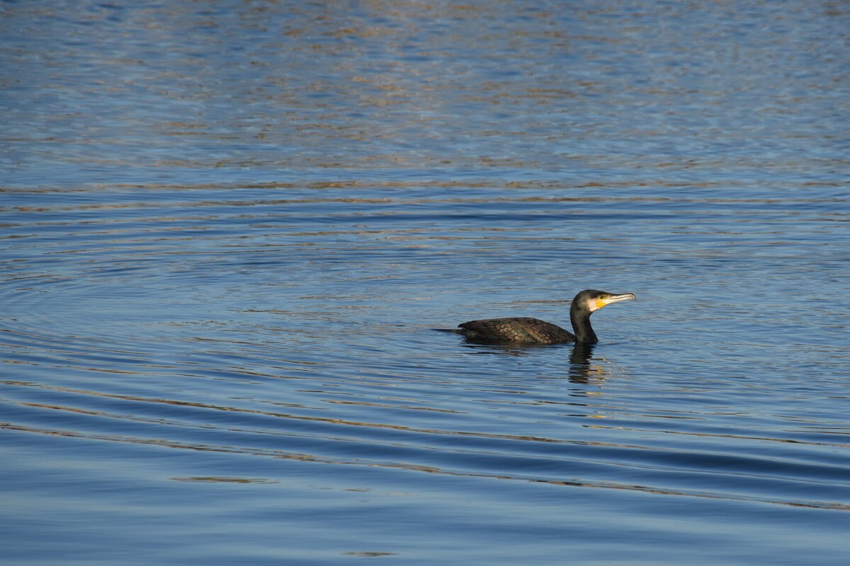 Kormoran im Hafenbecken von Fuseta (MONCARAPACHO e FUSETA, Distrikt Faro/Portugal, 05.02.2019)