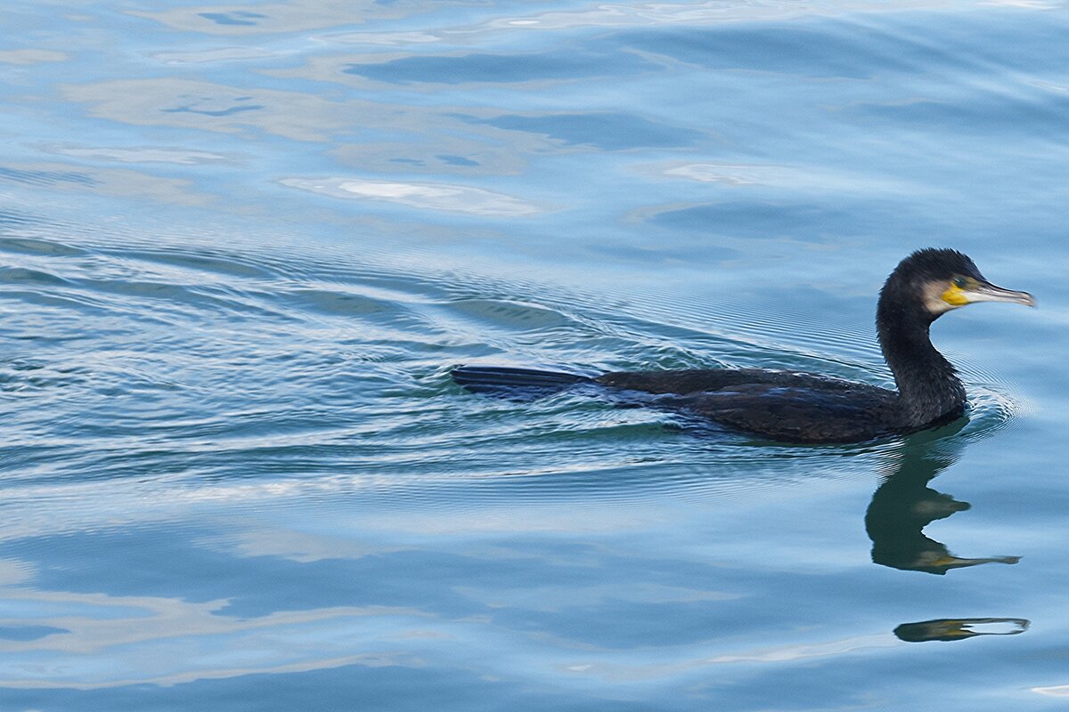 Kormoran im Hafenbecken (LAGOS, Distrikt Faro/Portugal, 21.03.2022)