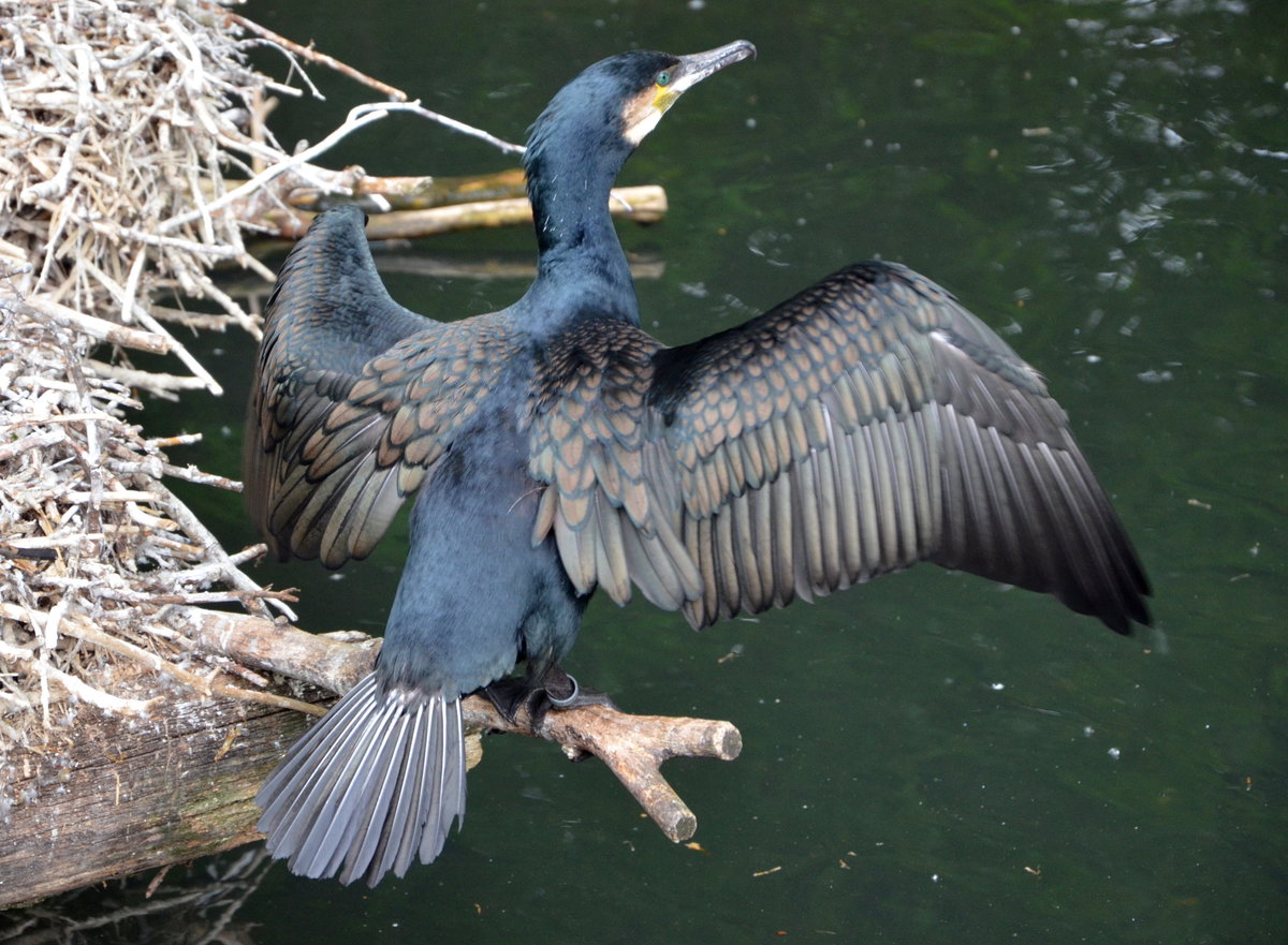 Kormoran - Mnnchen hlt am Nest Wache. Im Cottbuser Zoo am 19.05.2017.