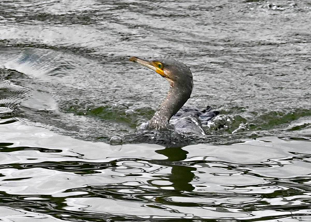 Kormoran im Rhein bei Remagen - 19.09.2021