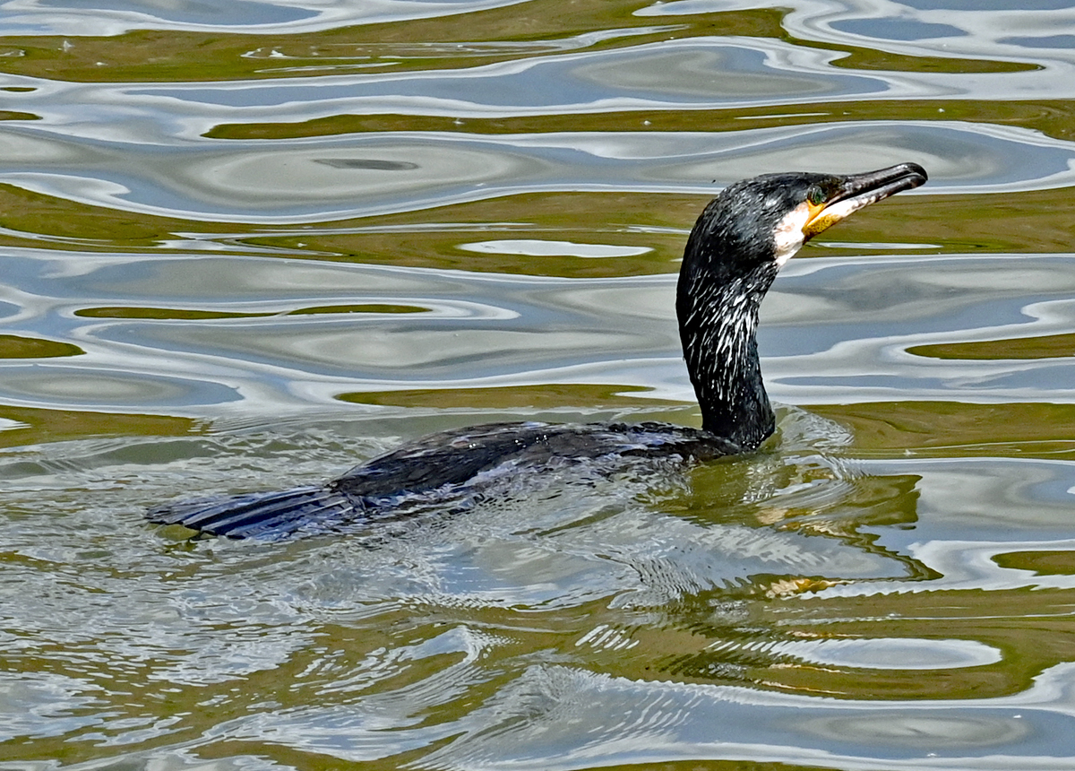 Kormoran im Rhein bei Remagen - 30.04.2023