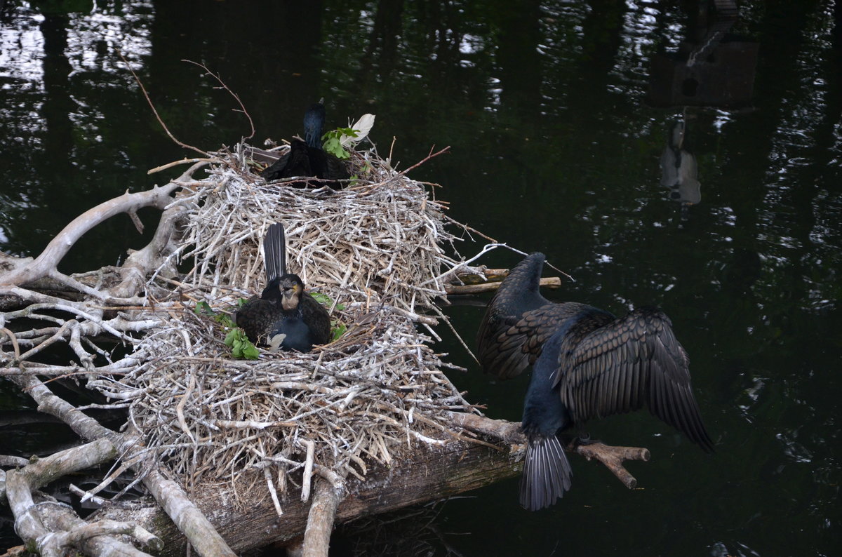 Kormoran Weibchen brtet im Nest und Mnnchen hlt Wache. Im Cottbuser Zoo am 19.05.2017.