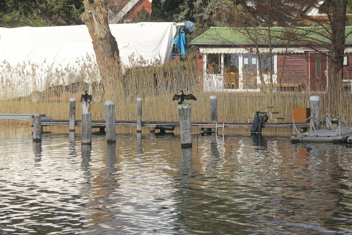 Kormorane am Ufer des Scharmtzelsee auf ihren  Kackpfhlen !! am 05. Mrz 2022