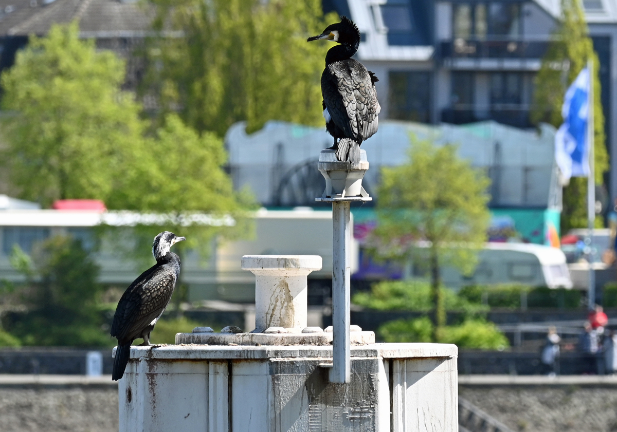 Kormorane auf Aussichtsposten am Rheinufer in Bonn - 17.04.2022