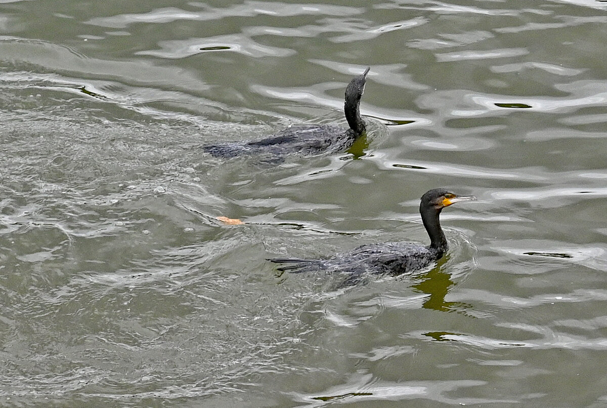 Kormoranpaar im Rhein bei Remagen - 19.09.2021