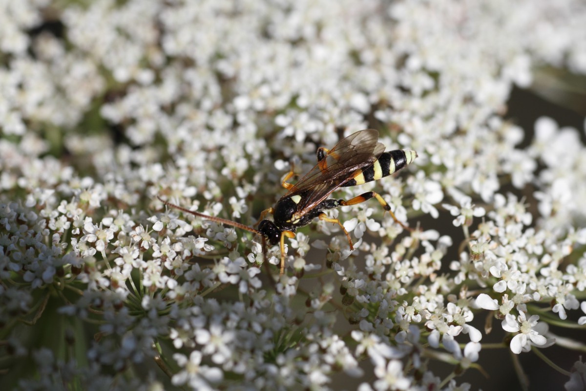 Kotwespe (Mellinus arvensis) am 16.7.2010 bei Muggensturm.