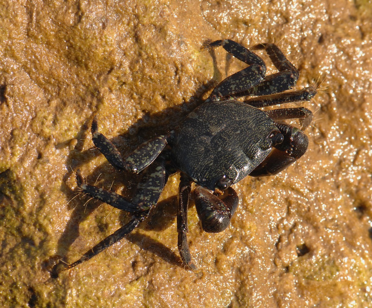 Krabbe (Brachyura) - Aufnahmedatum: 25. Juli 2010.