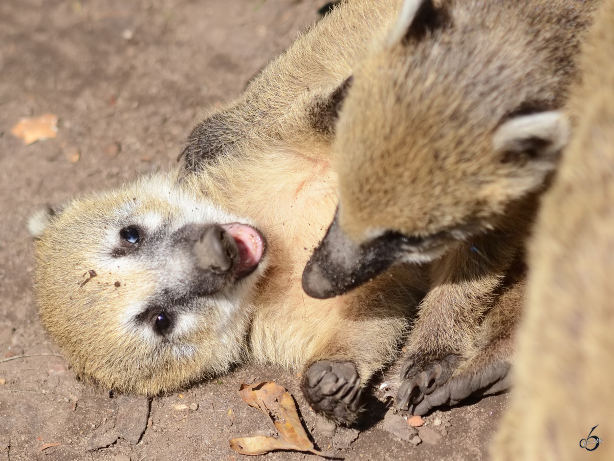 Krftemessen bei den Sdamerikanischen Nasenbren im Zoo Duisburg. (Juli 2013)