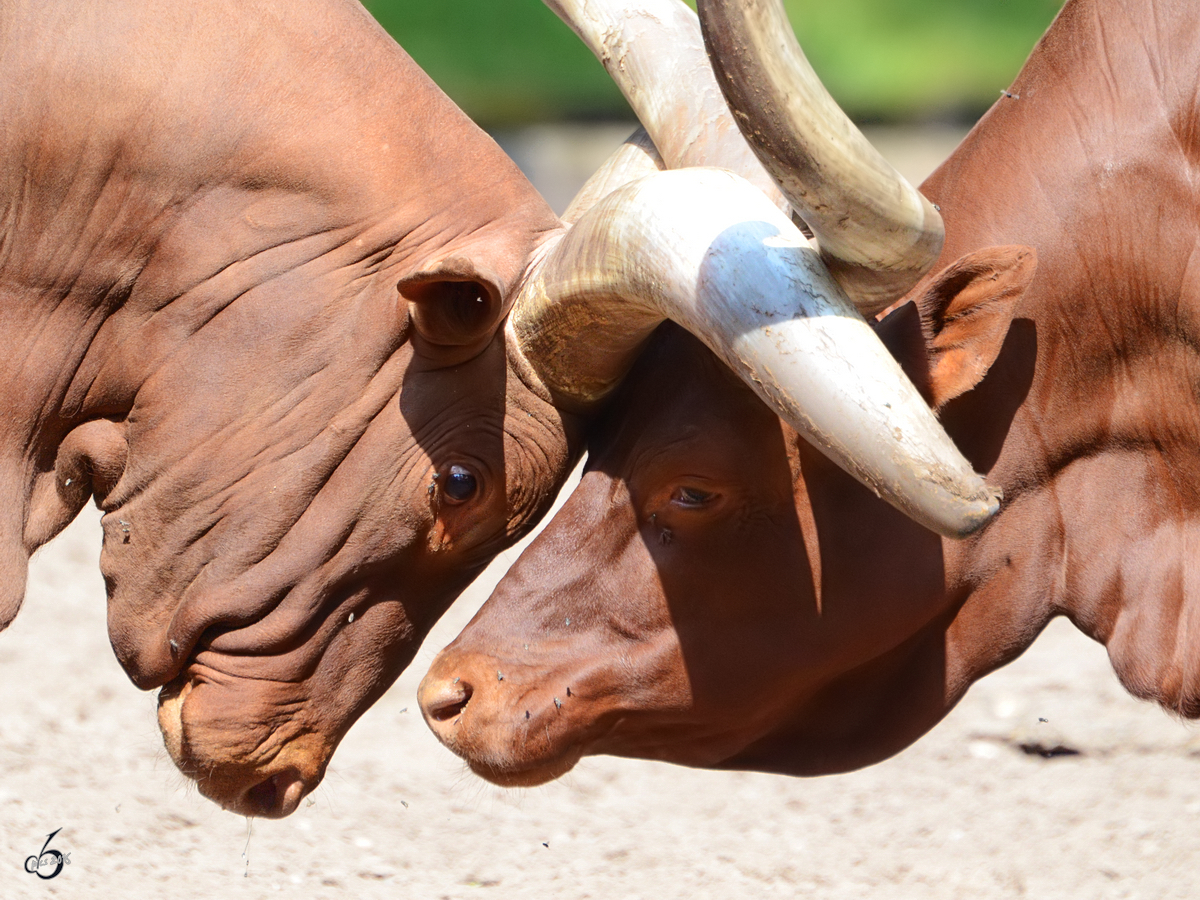 Krftemessen bei den Watussirindern, eines scheint fest entschlossen, das andere eher gelangweilt. (Zoo Duisburg, Juli 2013)