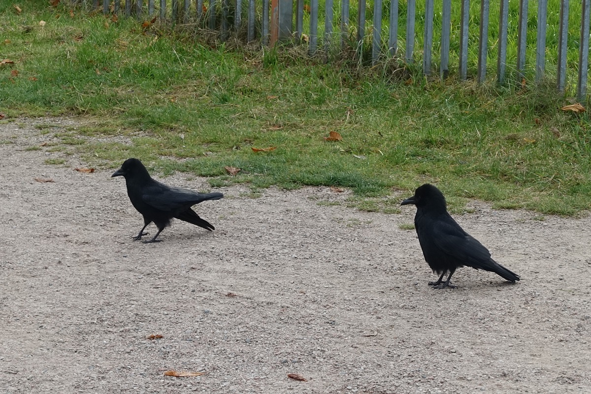 Krhen am 30.10.2021 beobachtet im Hamburger Stadtpark /