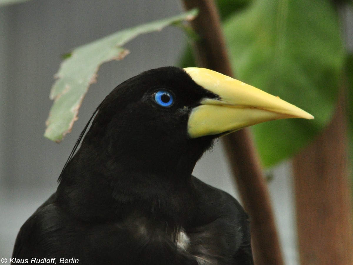 Krhenstirnvogel (Psarocolius decumanus) im Zoo Berlin (Juli 2015).