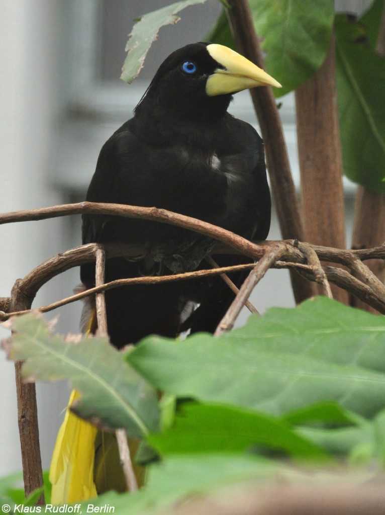 Krhenstirnvogel (Psarocolius decumanus) im Zoo Berlin (Juli 2015).