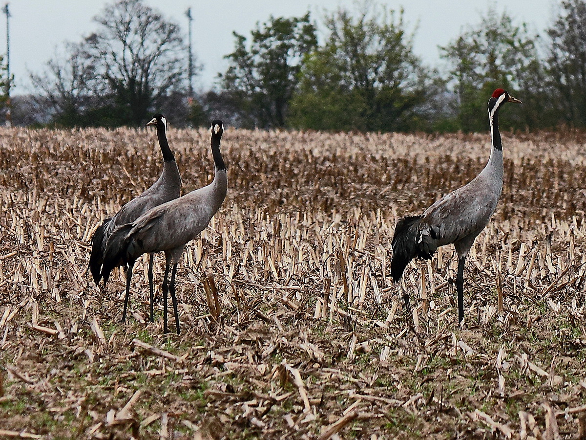 Kraniche auf einem abgeernteten Feld in Hhe des  Klrwerkes bei Wamannsdorf an Verbindungsstrae zwischen Berlin und  Wamannsdorf am 25. April 2017.