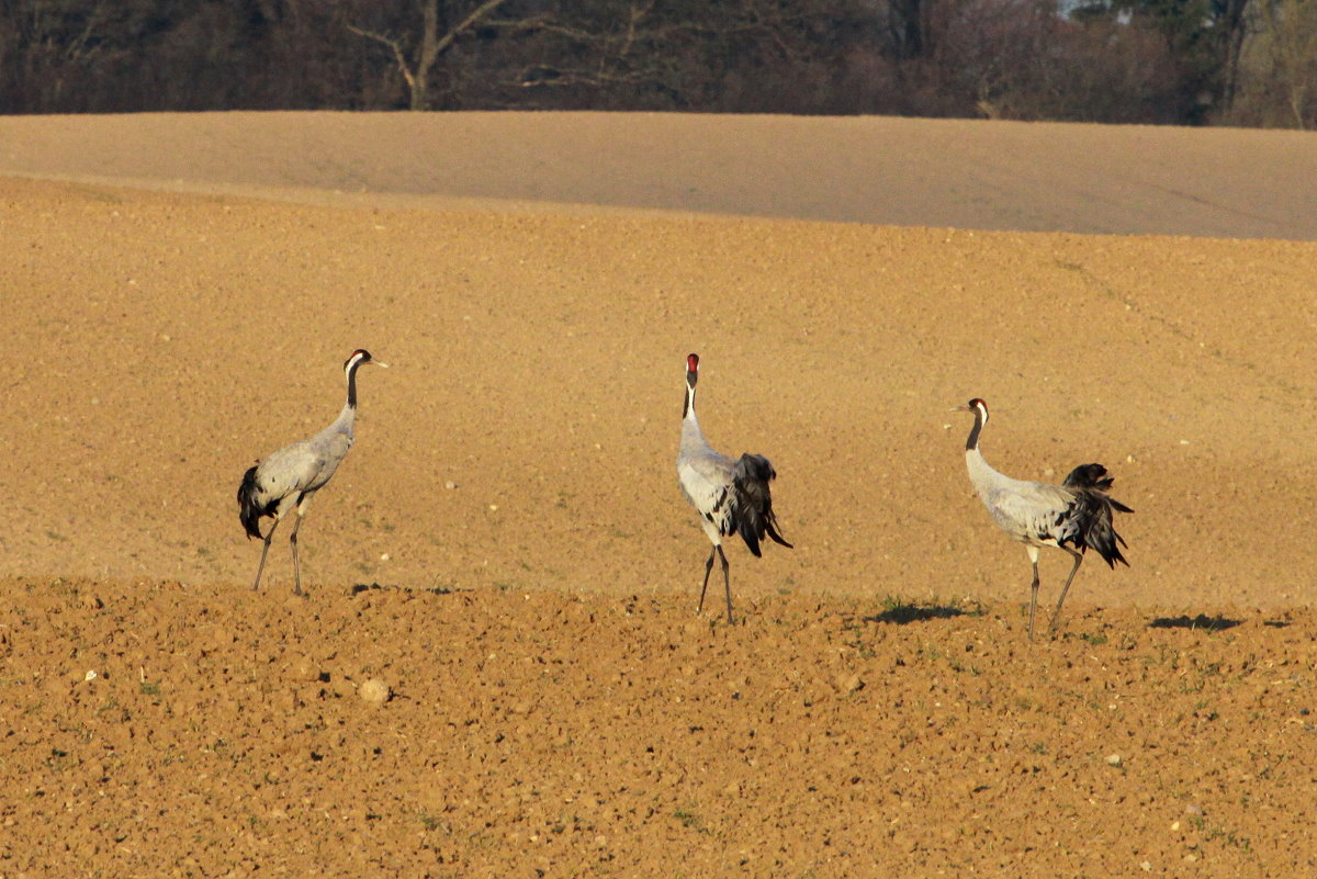 Kraniche auf einem Acker bei Gro Siems (NWM); 27.03.2014