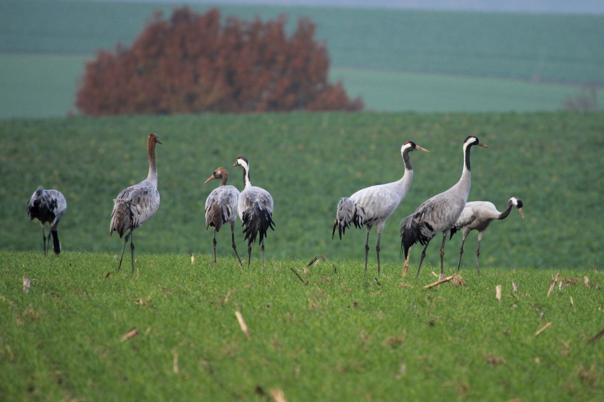 Kraniche auf einem Feld bei Thandorf; 20.11.2014