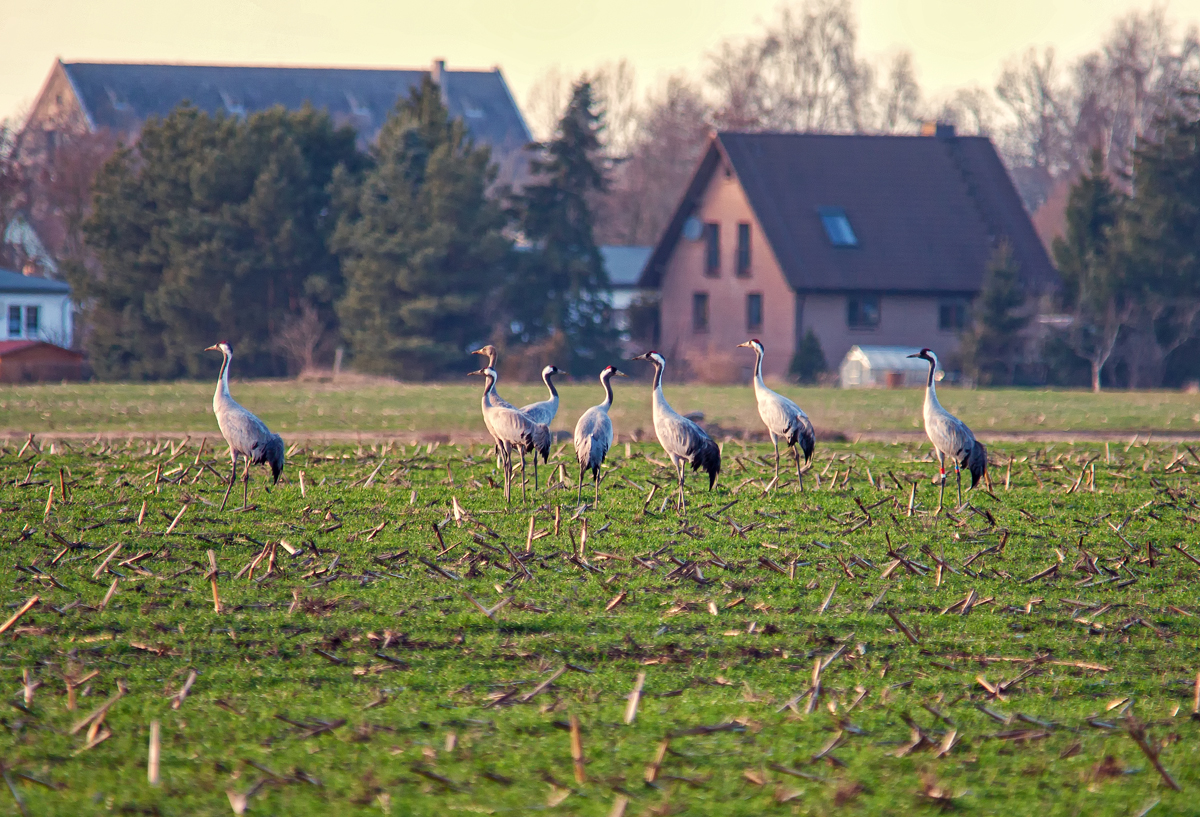 Kraniche bei der Zugbeobachtung an der Strecke Berlin - Stralsund. - 08.03.2014