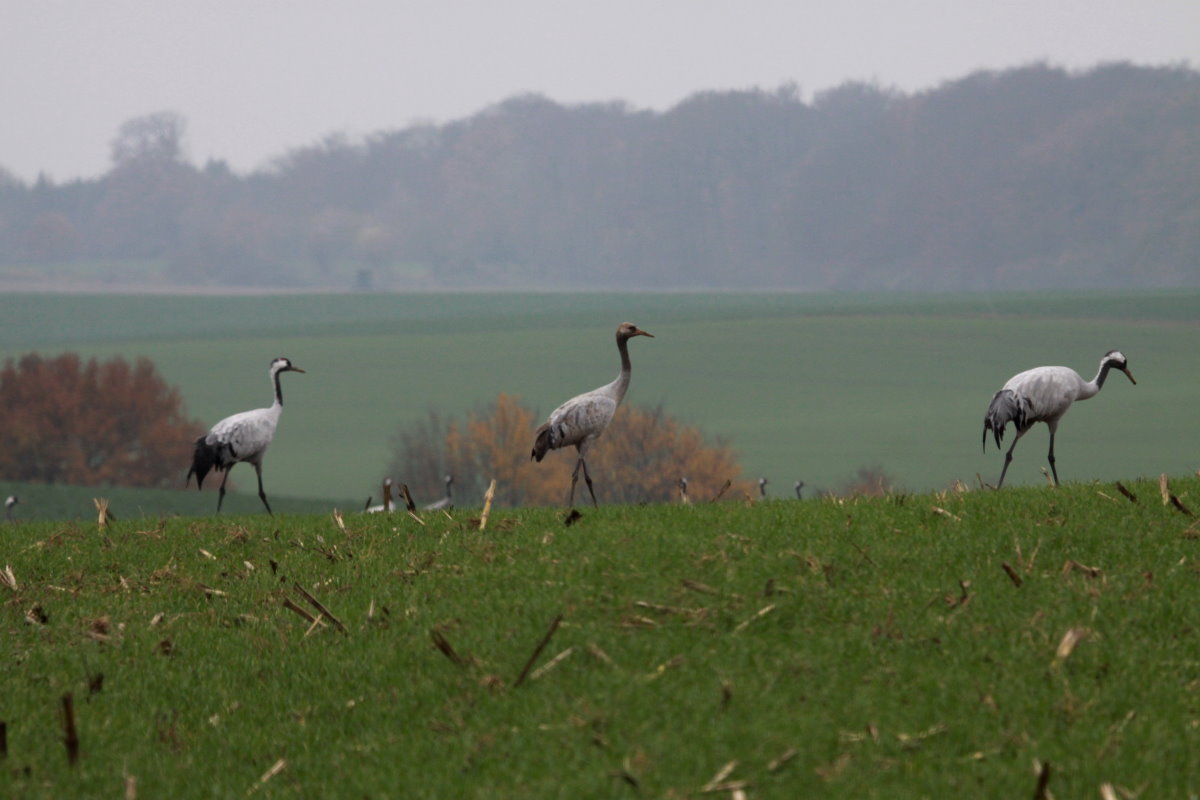 Kraniche mit Jungtier bei Thandorf; 19.09.2014