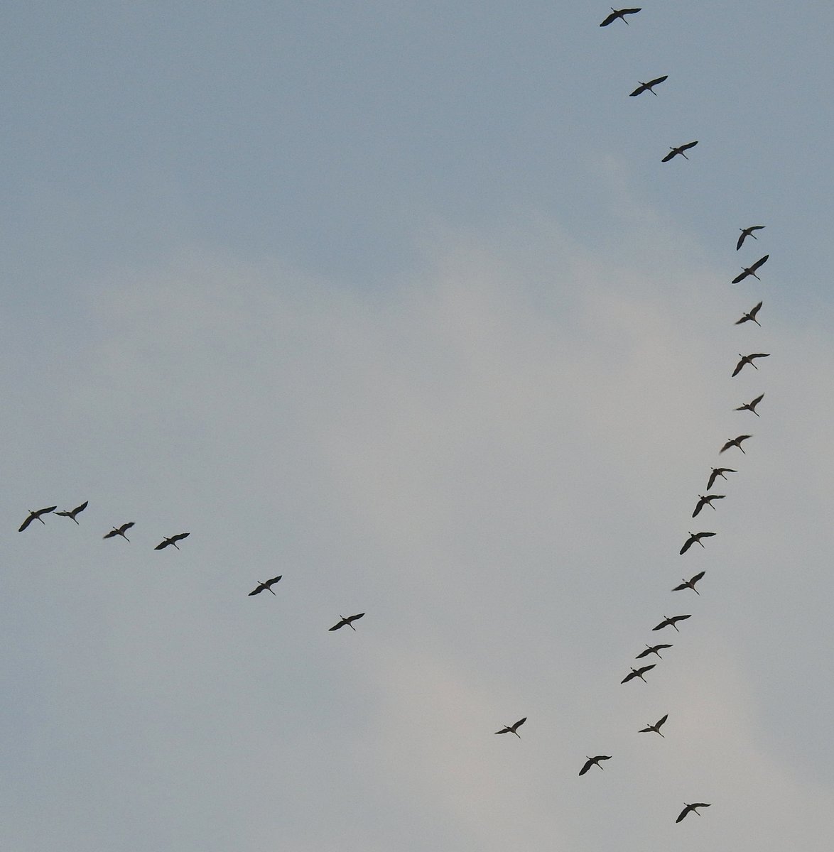 KRANICHZUG-DAS FLIEGENDE  V 
Sie sind wieder unterwegs-auf dem Flug in ihre Winterquartiere in Sdfrankreich oder Spanien:KRANICHE,
die beim Flug die typische  V -Form bilden- Das Tier an der Spitze leistet die Hauptarbeit,die anderen
nutzen den Windschatten.Wer sie schon seit Jahrzehnten beobachtet,wei,da sie fr ihre Flugroute feste
Orientierungspunkte benutzen,die vermutlich schon in ihren Genen  einprogrammiert  ist...
haben sie einen solchen Punkt erreicht,erfolgt bei einer Flugpause eine Auflsung in ziemlichem
Durcheinander,ehe es wieder in gewohnter V-Formation weitergeht.....
Hier,am 30.10.2017,ber SIEGEN,drfte der nchste  Zwischenstopp  wohl die  WESTERWLDER
SEENPLATTE  gewesen sein....