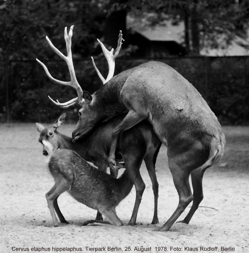  Kreislauf des Lebens . Mitteleuropischer Rothirsch (Cervus elaphus hippelaphus). Paar mit Jungtier im Tierpark Berlin (August 1978). 