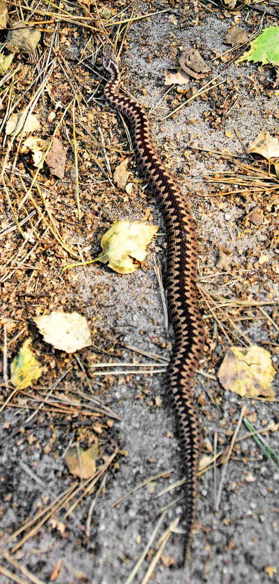 Kreuzotter in der Palinger Heide (bei Lbeck). Aufnahme vom 25.09.2016