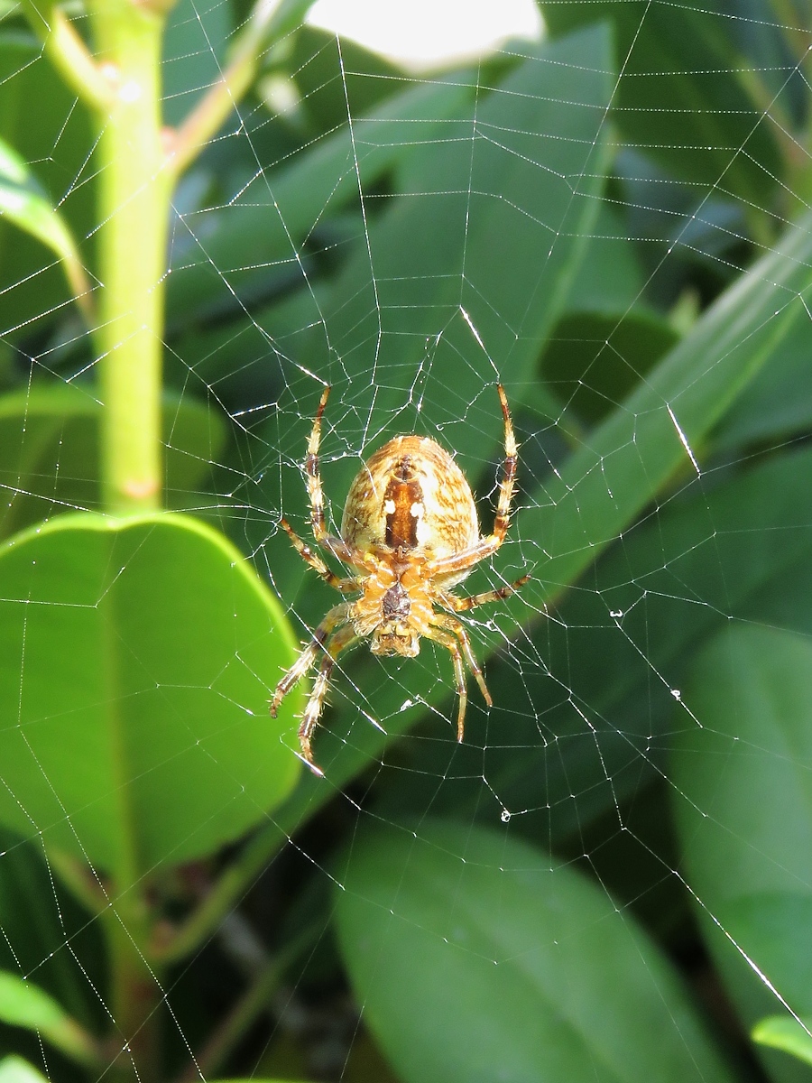 Kreuzspinne im Garten, 25.9.17