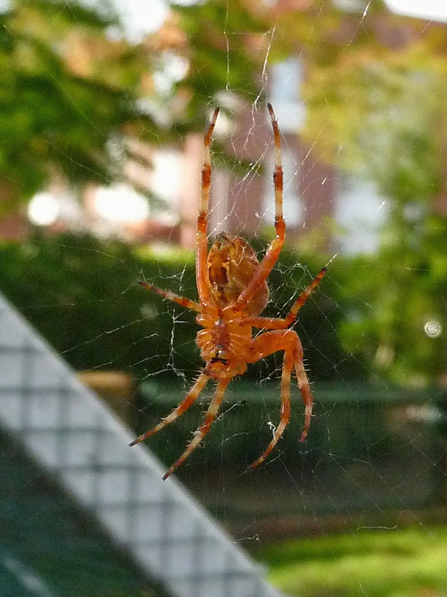 Kreuzspinne im Kurpark Cuxhaven, 10.9.2015 