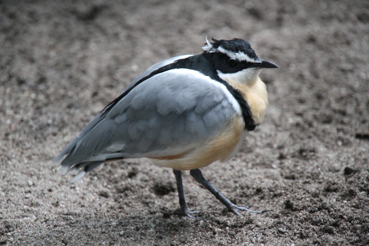 Krokodilwchter (Pluvianus aegyptius) am 3.8.2010 im Frankfurter Zoo.