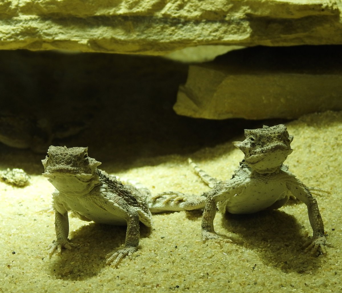 KRONENBASILISK-PAAR IN SIEGEN
uerst fotogen in Szene setzten sich diese beiden KRONENBASILISKEN(Laemanctus gerratus) und machten
dem Namen der Echsen-und Reptilienausstellung unter dem Namen  ZEUGEN DER URZEIT  am 2.8.2017
in der CITY-GALERIE SIEGEN alle Ehre...faszinierend!!!!