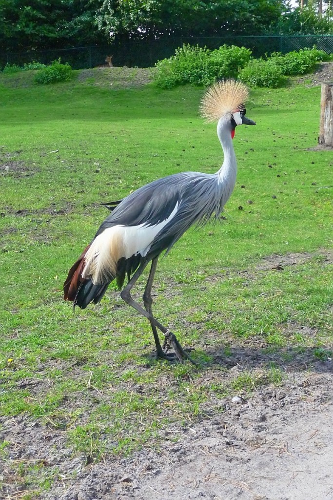 Kronenkranich im Serengetipark, 9.9.15