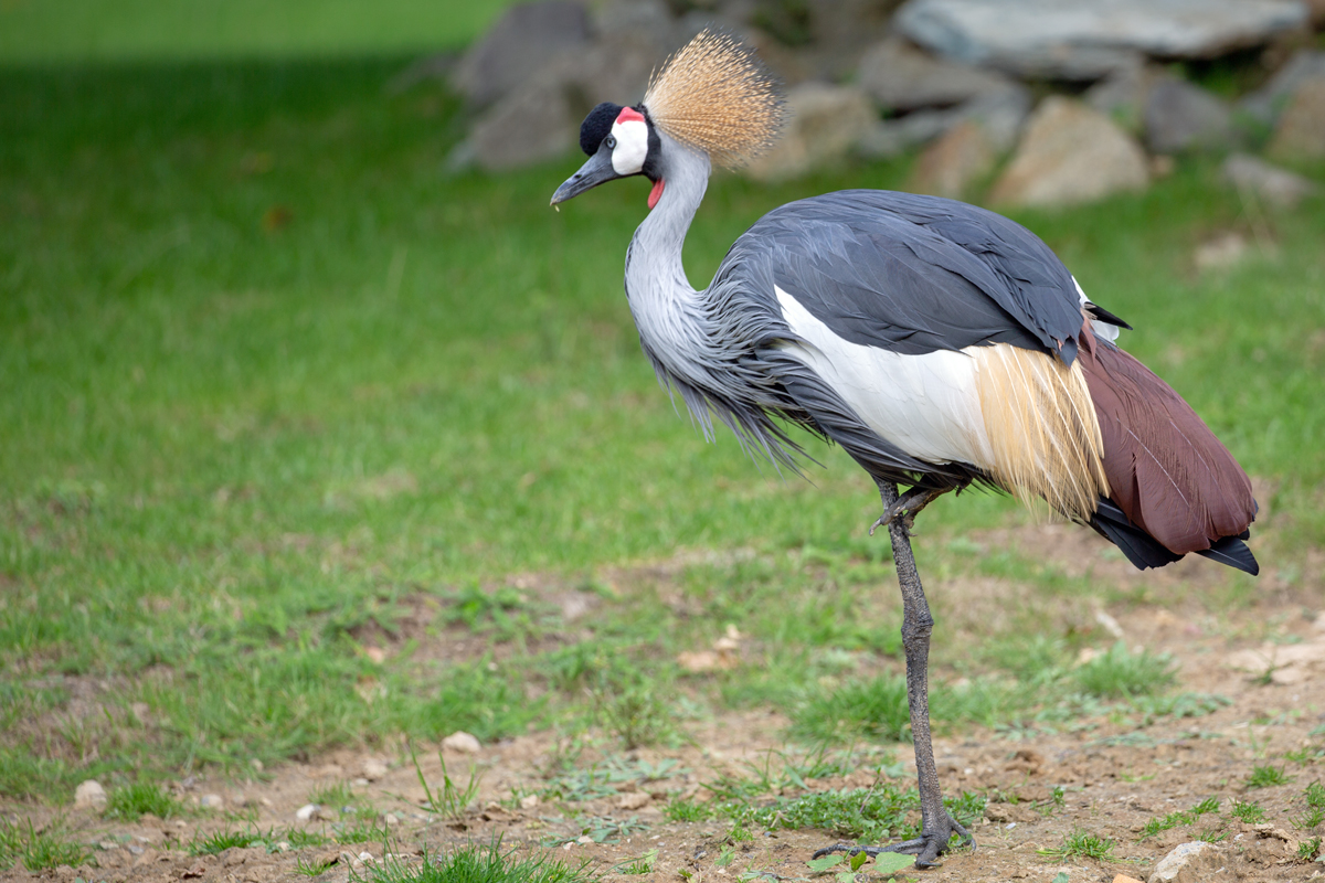 Kronenkranich steht auf einem Bein. - Zoo Rostock 13.09.2019
