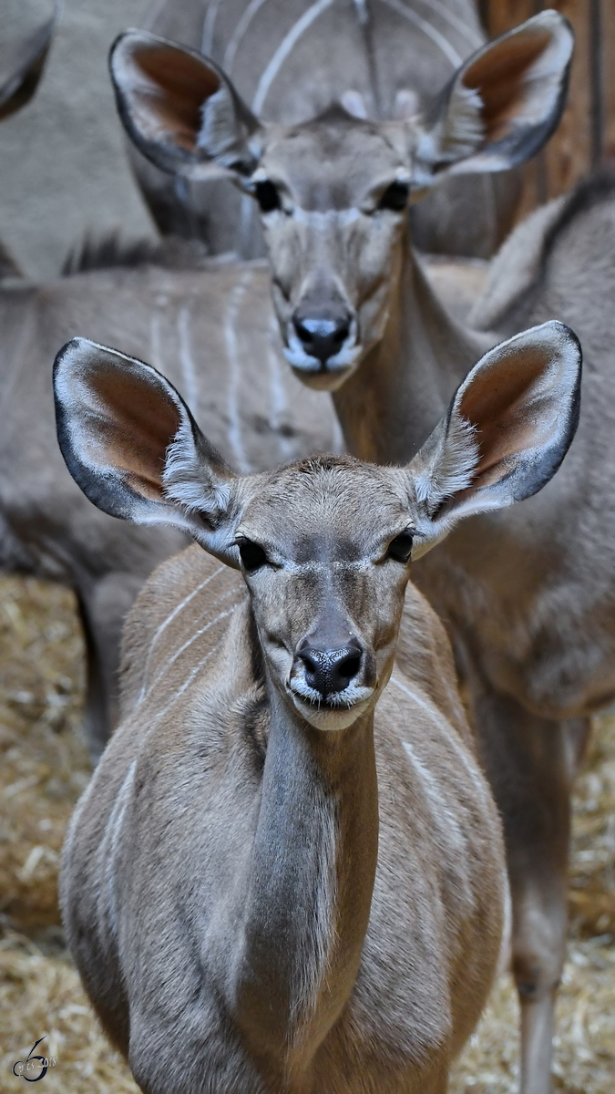 Kudu´s Anfang Juli 2018 im Zoo Aalborg.