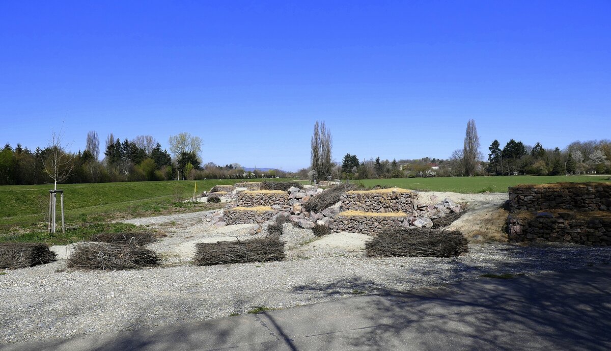 knstlich angelegtes Areal fr Zauneidechsen im Freiburger Stadtteil Lehen, Mrz 2021