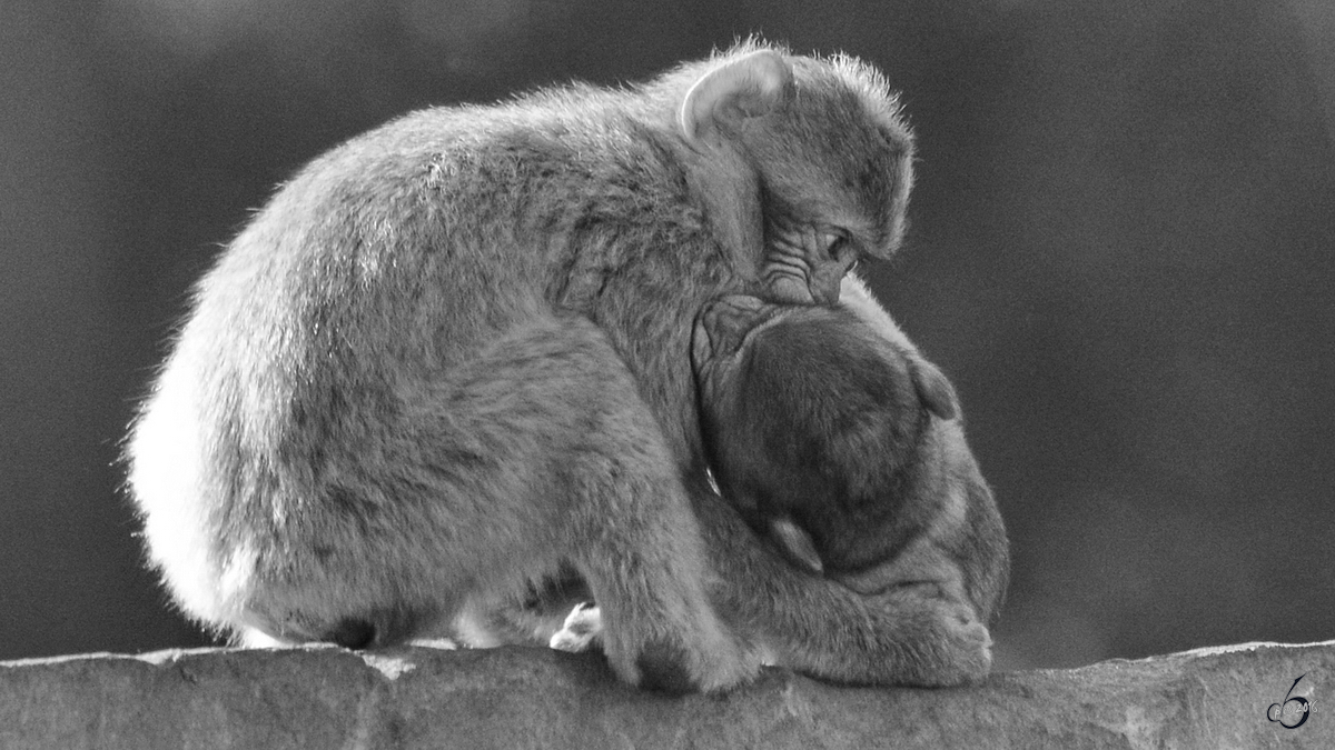 Kssende oder beiende Berberaffen im Zoo Safaripark Stukenbrock. (Oktober 2014)