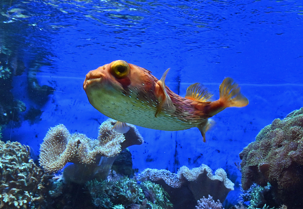 Kugelfisch im Aquarium des Klner Zoos - 14.06.2022