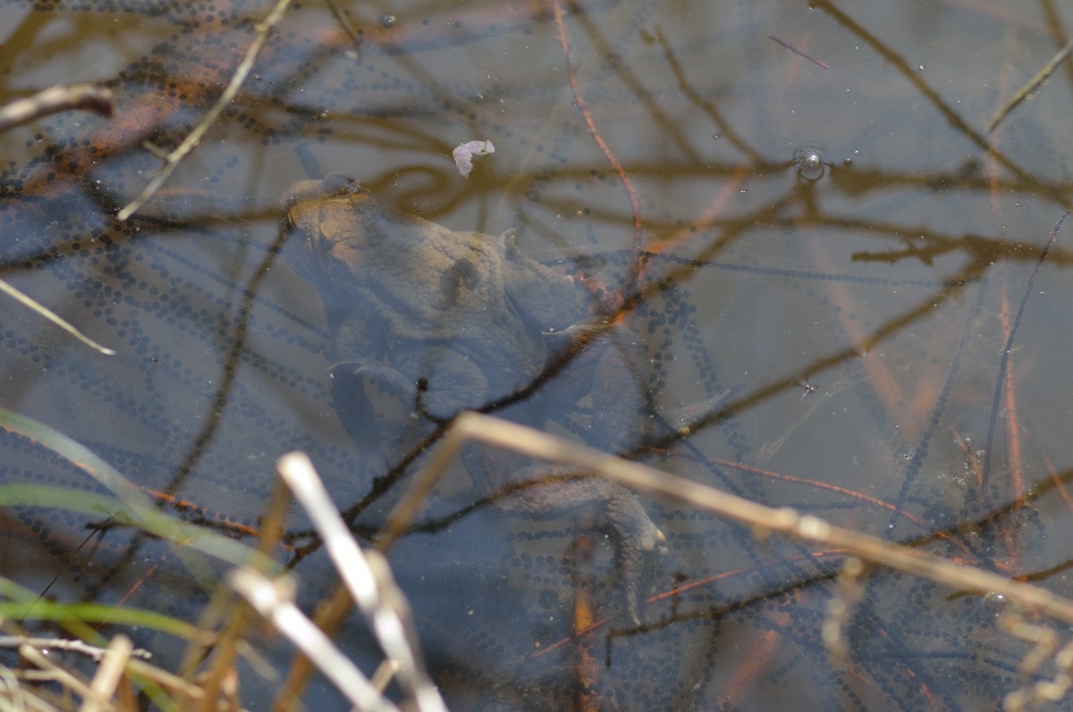 Kurz unter der Wasseroberflche sind sich paarende Krten zu erkennen und auch einige Leichschnre zu sehen......Sonntag den 30.3.2014 Waldsee bei Neckargerach. 