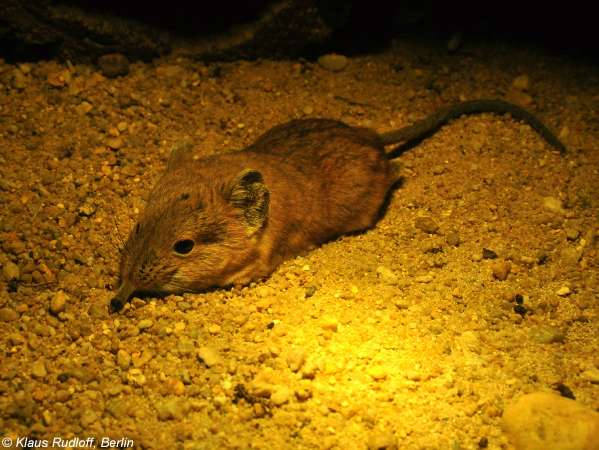 Kurzohr-Rsselspringer (Macroscelides proboscideus) im Tierpark Cottbus (August 2015). 