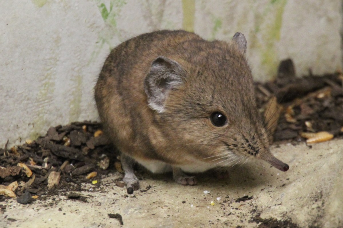 Kurzohrrsselspringer (Macroscelides proboscideus) am 3.8.2010 im Frankfurter Zoo.