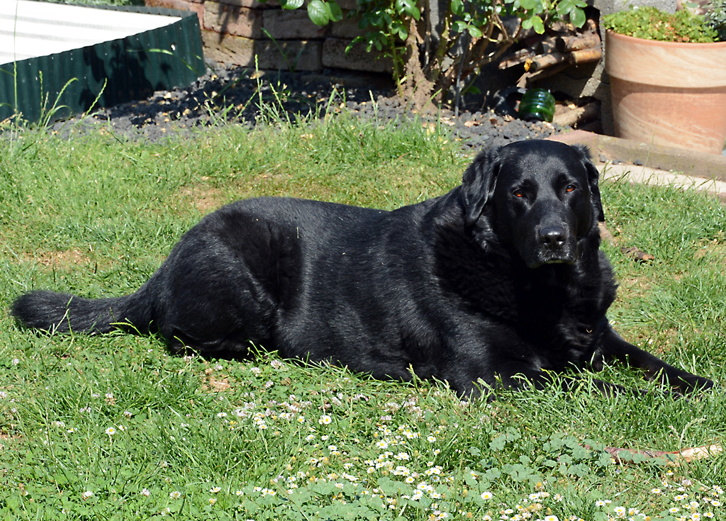 Labradormischlich  Nicki  in Nachbars Garten - 18.06.2014