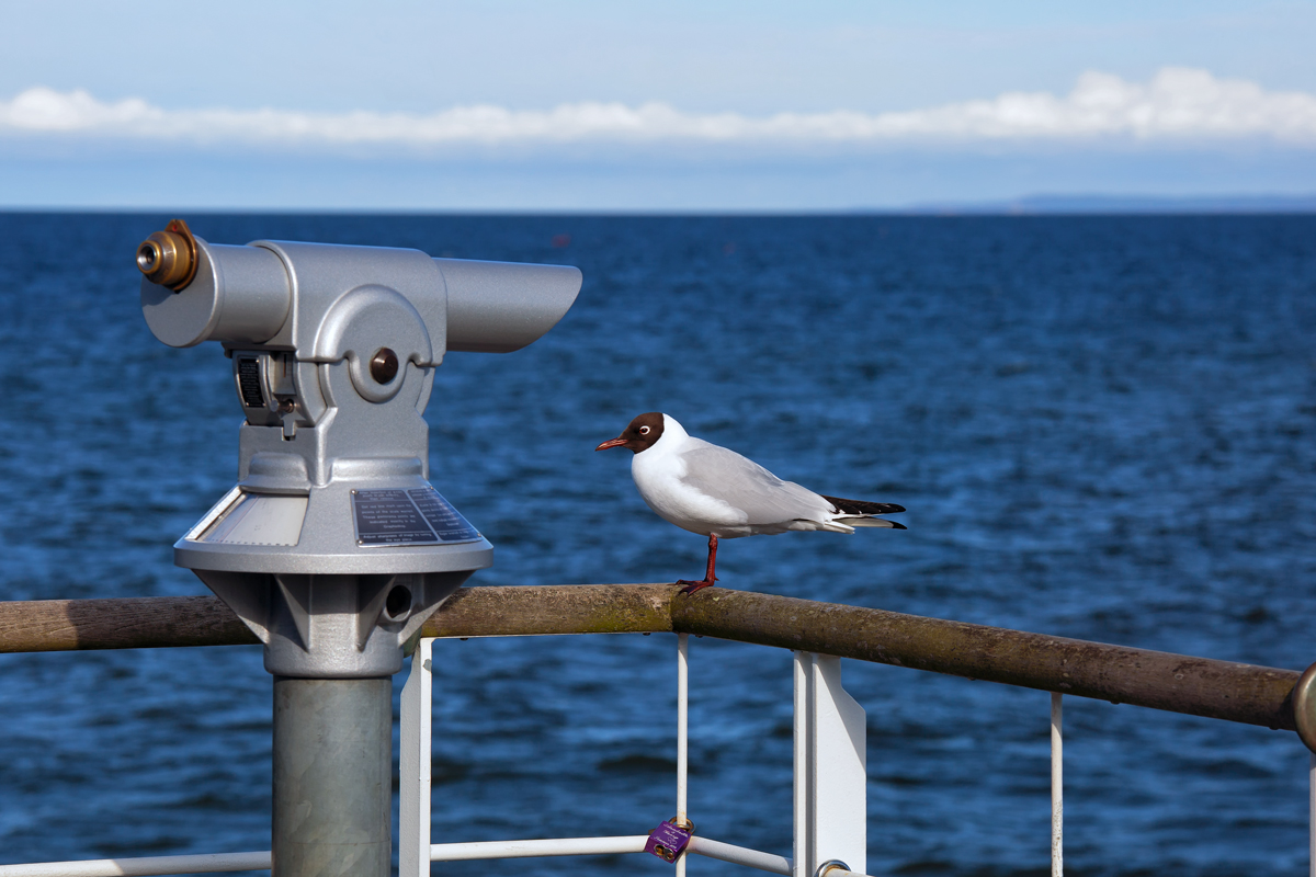 Lachmwe am Ostsee Ausblick. - 17.04.2015