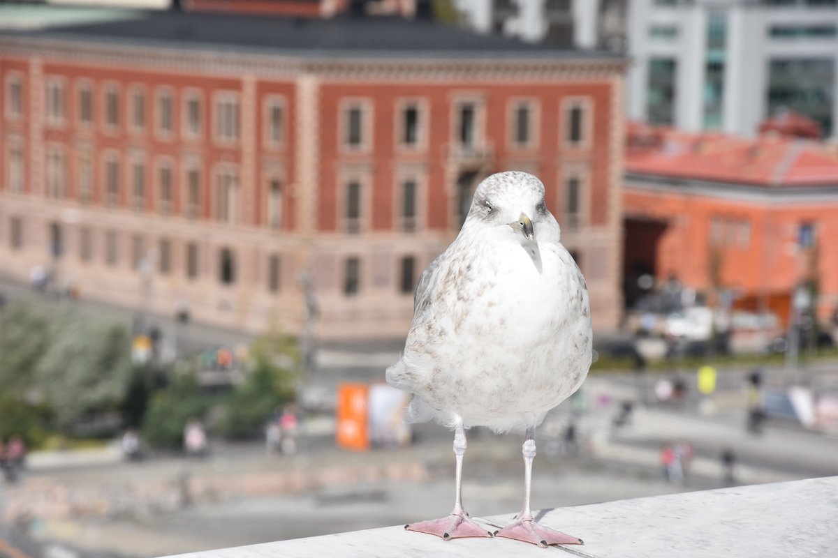 Lachmwe auf dem begehbaren Dach der Oper (OSLO/Norwegen, 06.09.2016)